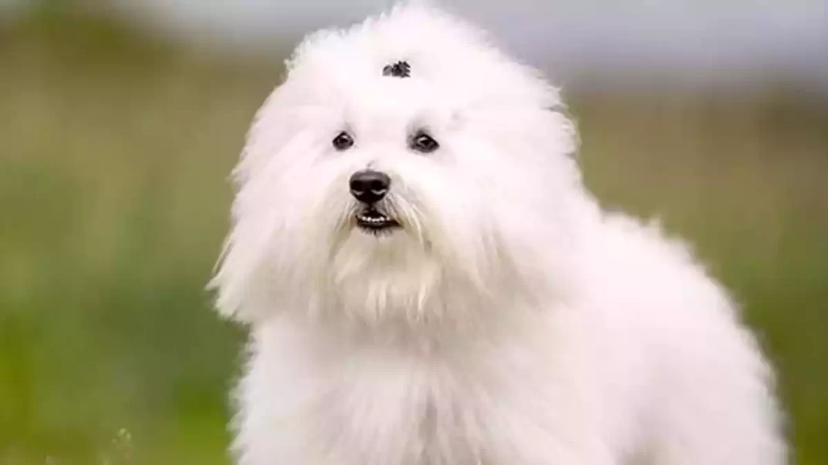 How Much Do Coton De Tulear Puppies Cost