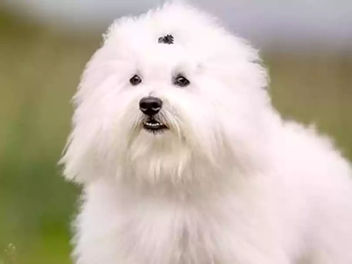 How Much Should My 1 Month Old Coton De Tulear Puppy Weigh