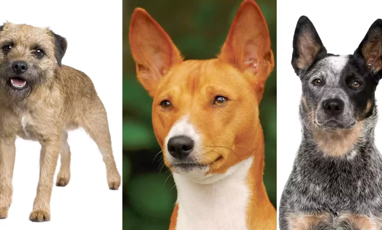 Generic Information about Seven Popular Dog Breeds