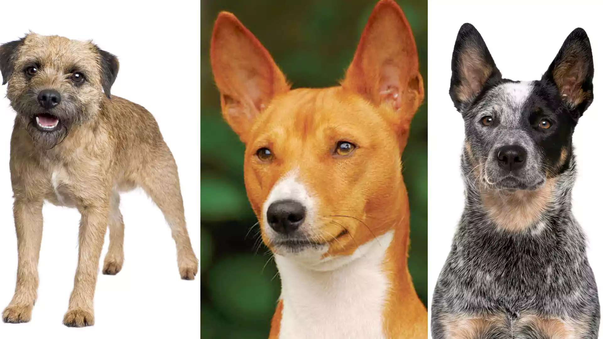 Generic Information about Seven Popular Dog Breeds