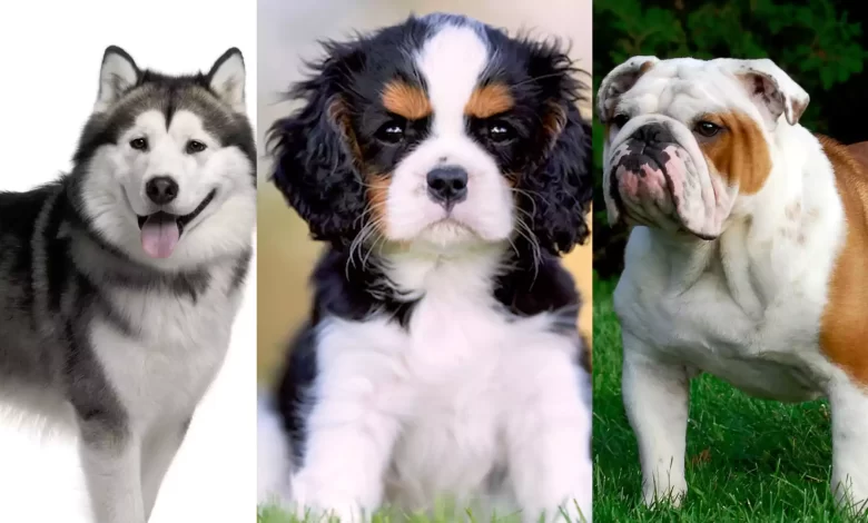 Information about Seven Breeds of Dogs Whether They Can Be Good Pets or Not