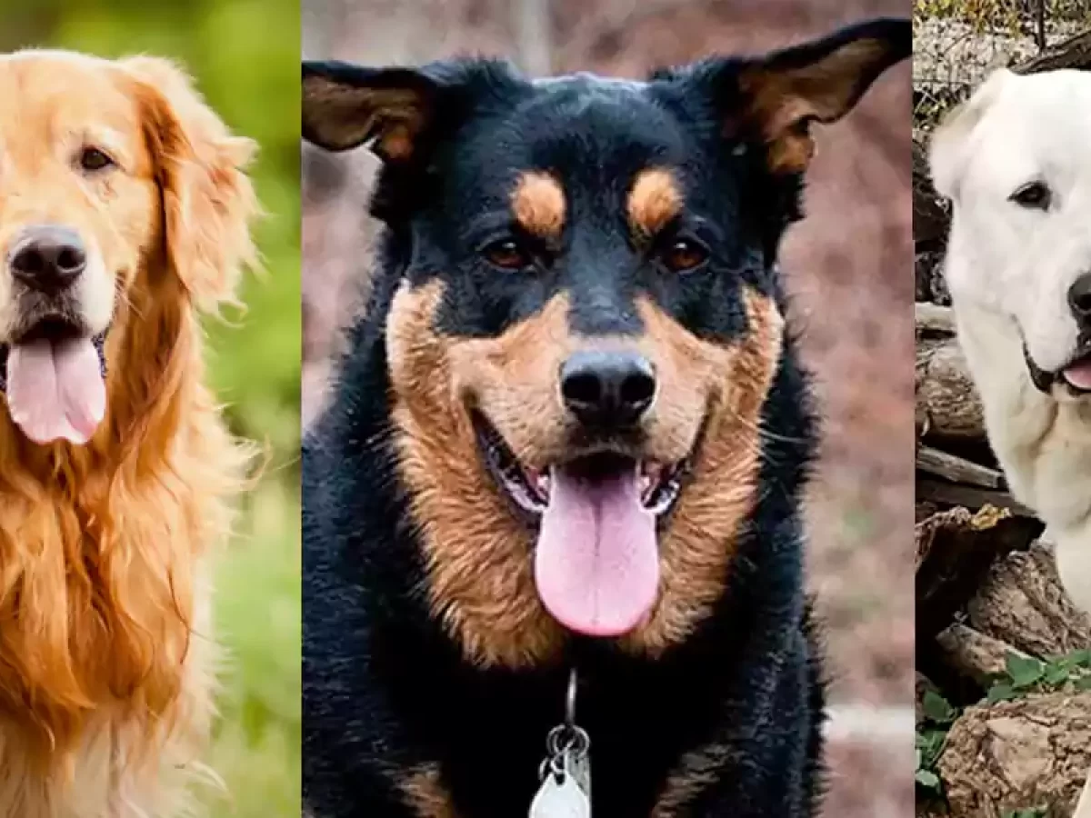 良い家の犬であり 家族に最適なxnumxつの品種 Decadeslife