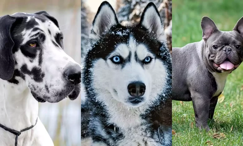Seven Breeds of Dogs and Information about Their Characteristics, Personality Traits