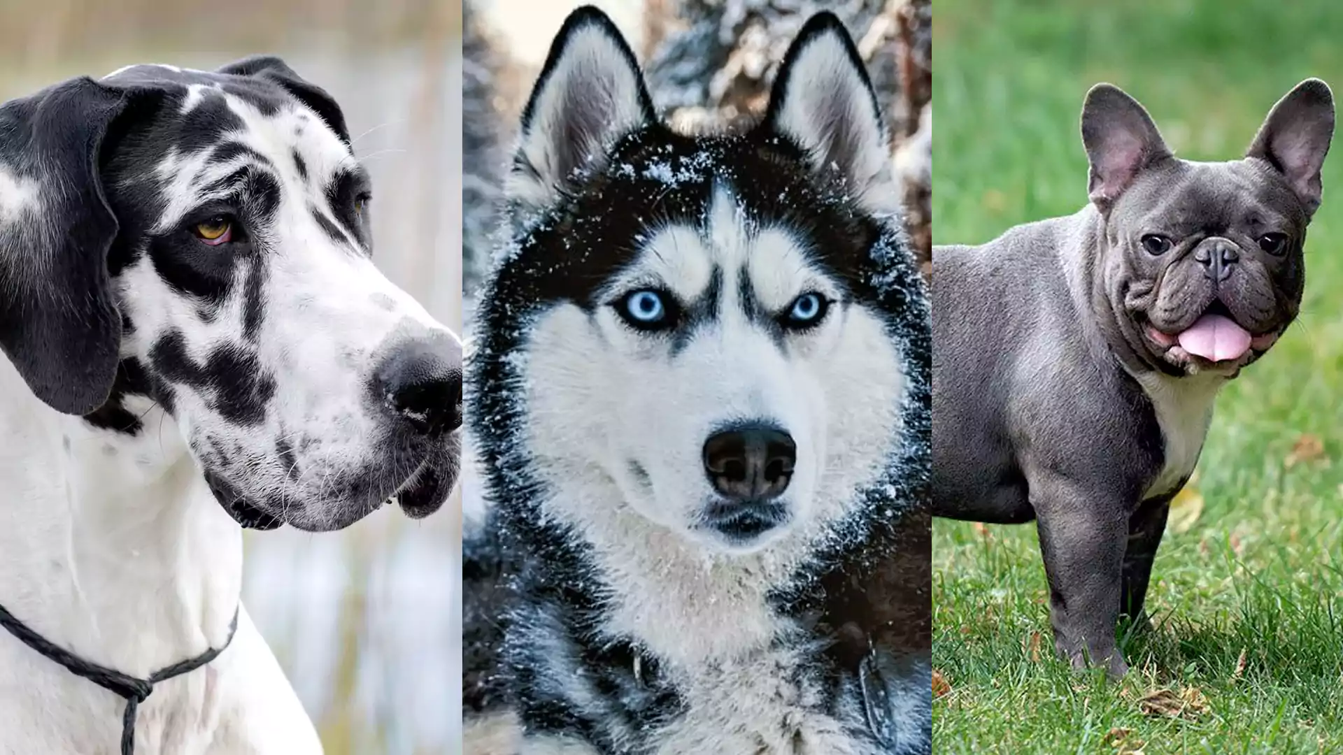 Seven Breeds of Dogs and Information about Their Characteristics, Personality Traits