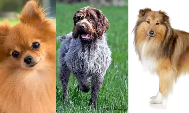 Seven Dog Breeds Who Are Smart and Intelligent along with Being Great Companions