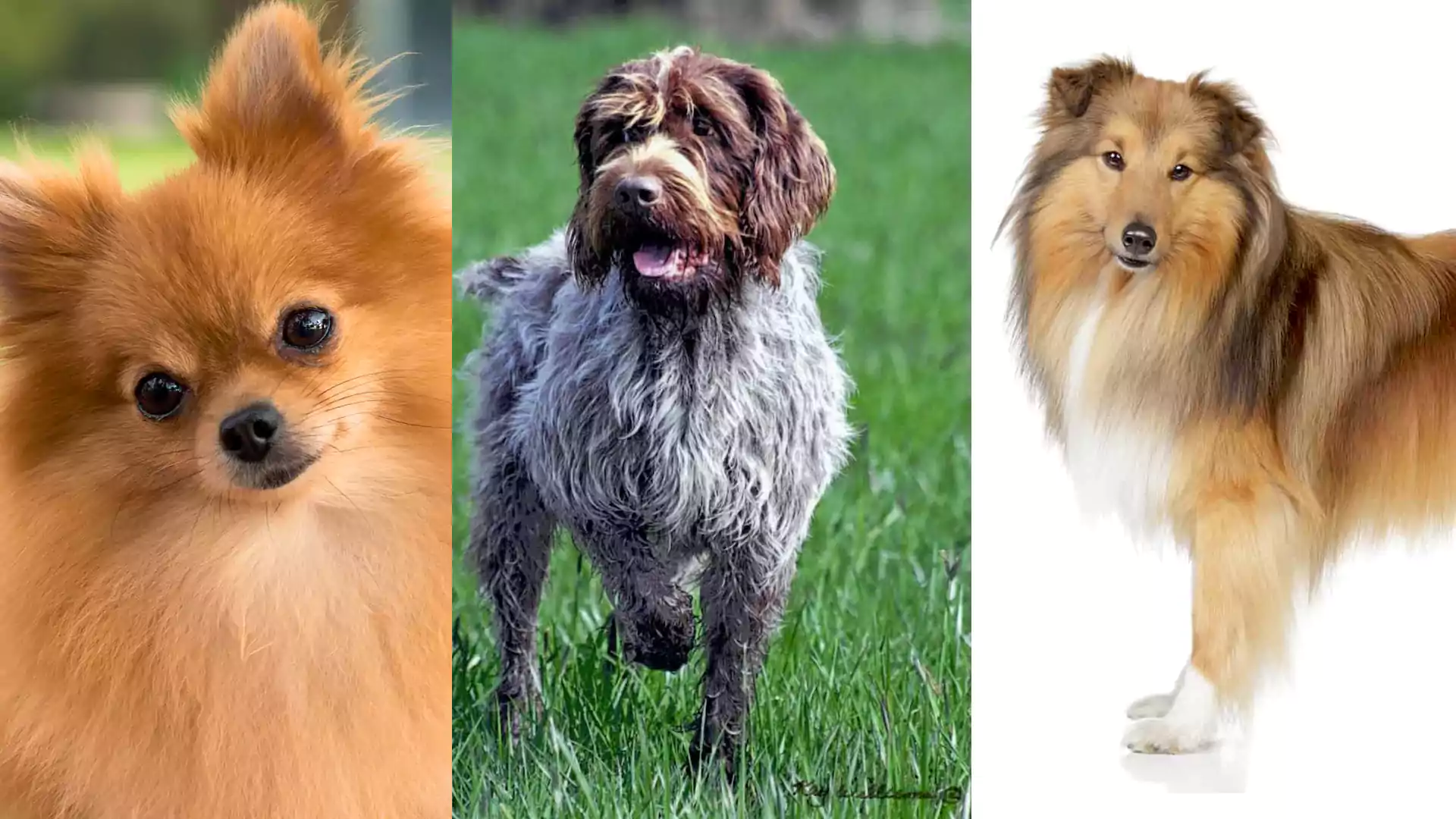 Seven Dog Breeds Who Are Smart and Intelligent along with Being Great Companions