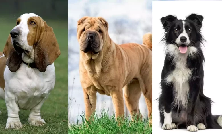 Seven dog breeds That are very Good to Keep as a Family Dog