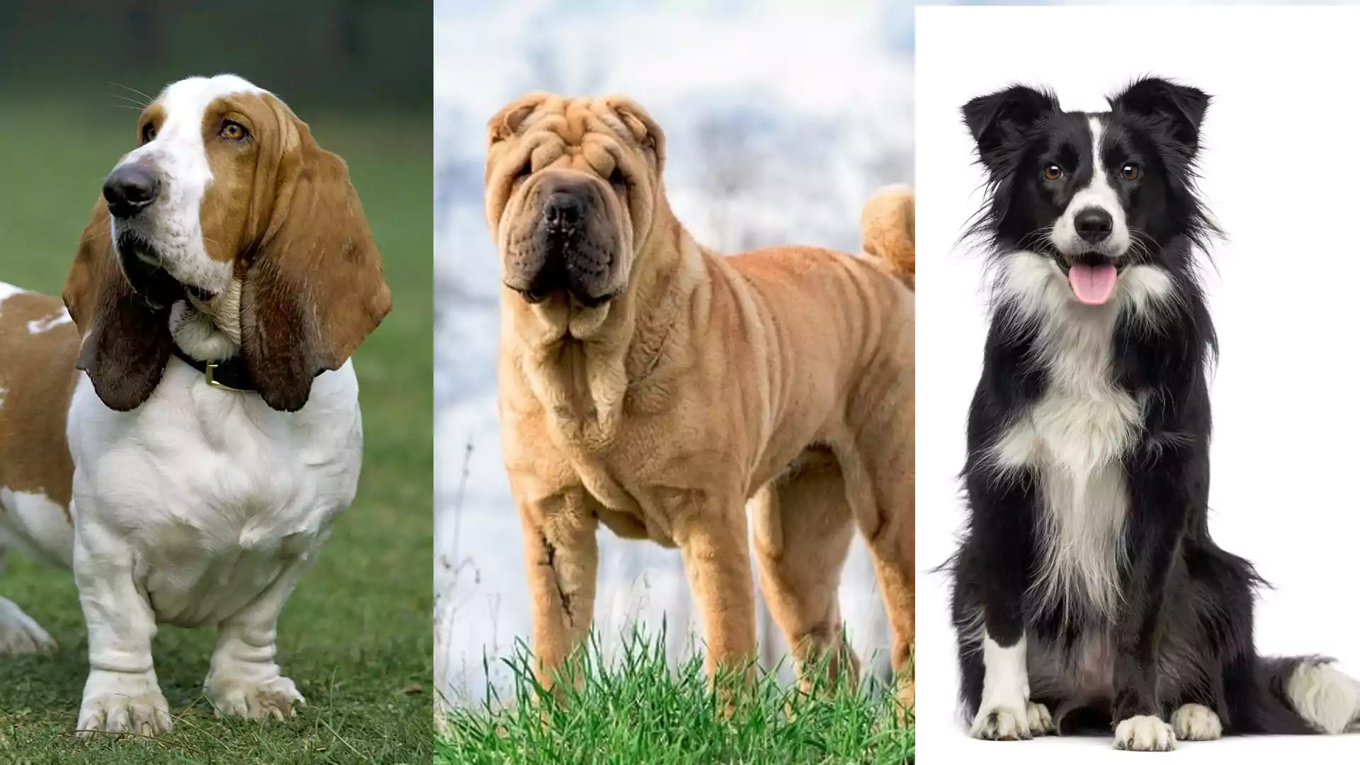 Seven dog breeds That are very Good to Keep as a Family Dog