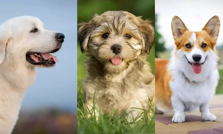 Six Intelligent, Loyal and Affectionate Breed of Dogs The Oldest Friends of Human Beings