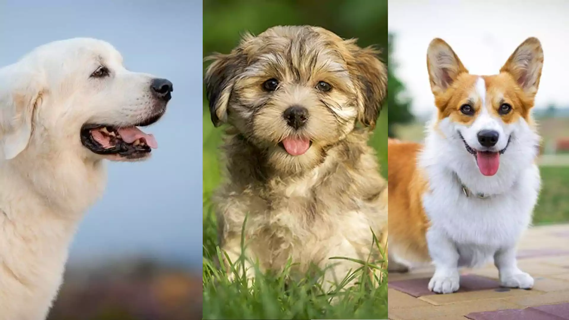 Six Intelligent, Loyal and Affectionate Breed of Dogs The Oldest Friends of Human Beings