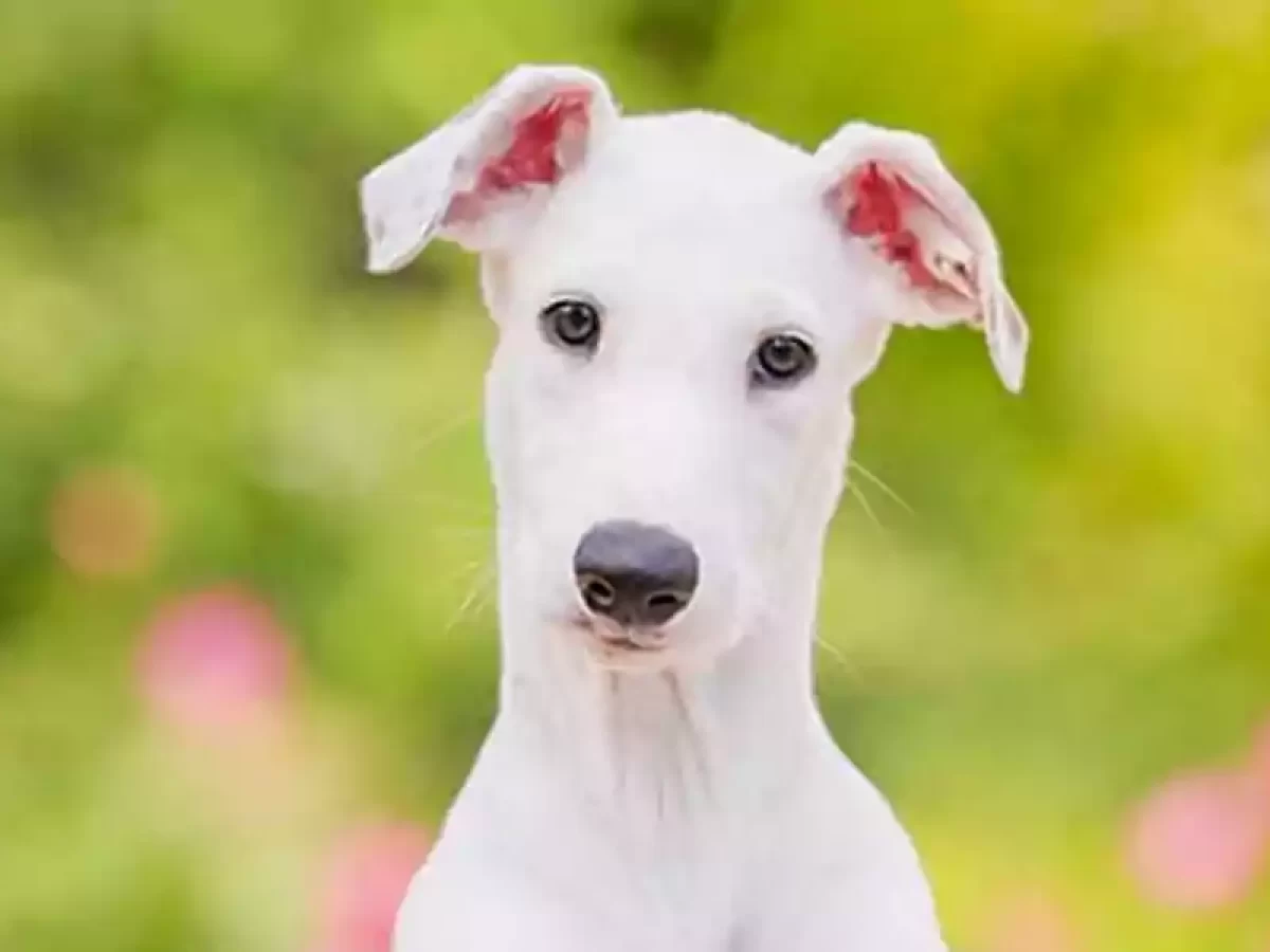 Do Greyhounds Attack Small Dogs