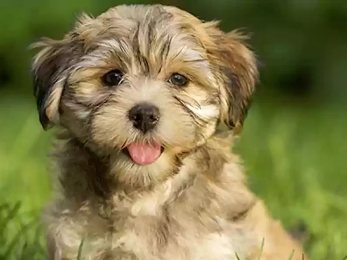 Can Havanese Be Aggressive