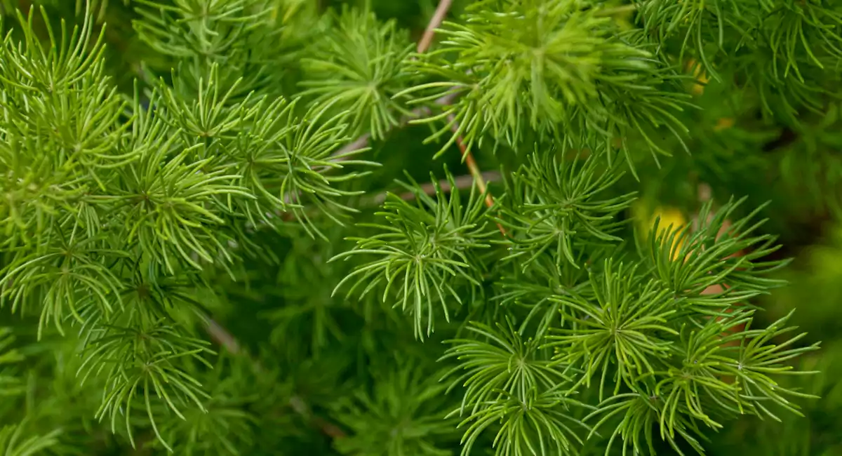 Five health benefits of Shatavari